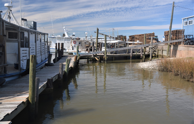 docked boats